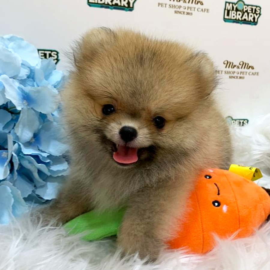 Pomeranian Puppy (Female) For Sale