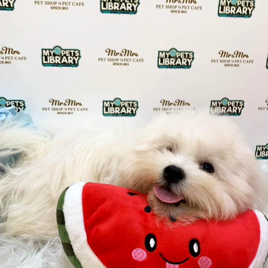 Maltese Puppy (Male) For Sale