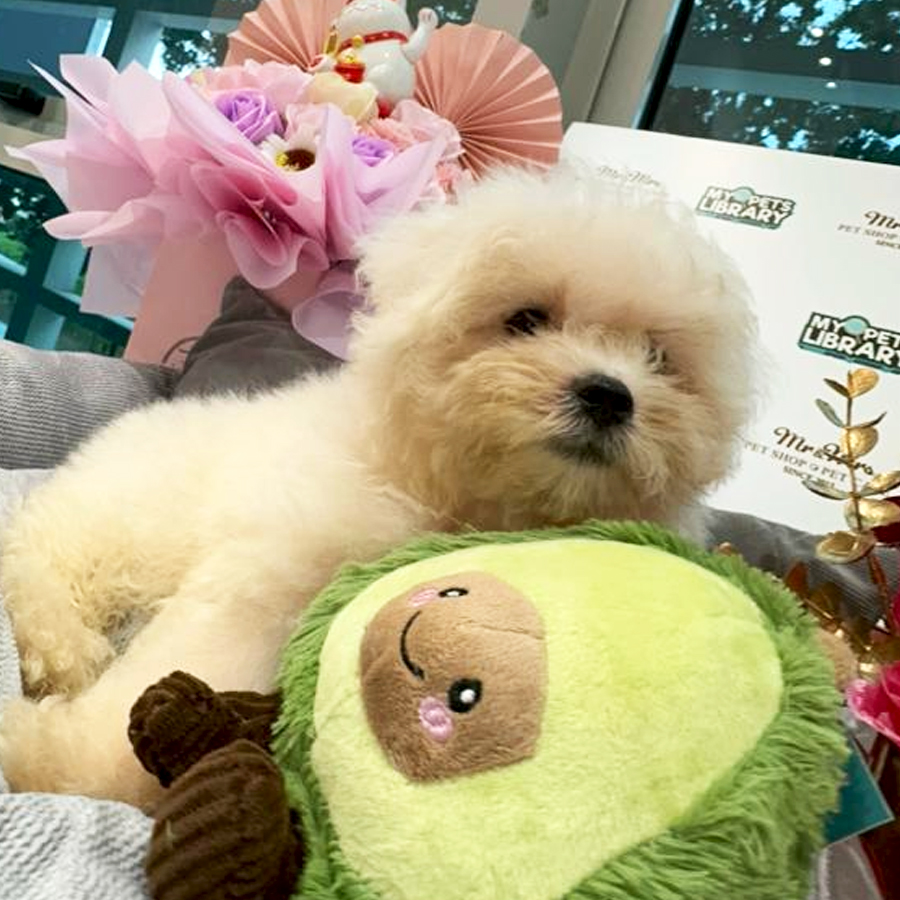 Maltese Puppy (Male) For Sale