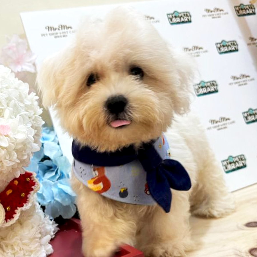 Maltese Puppy (Male) For Sale