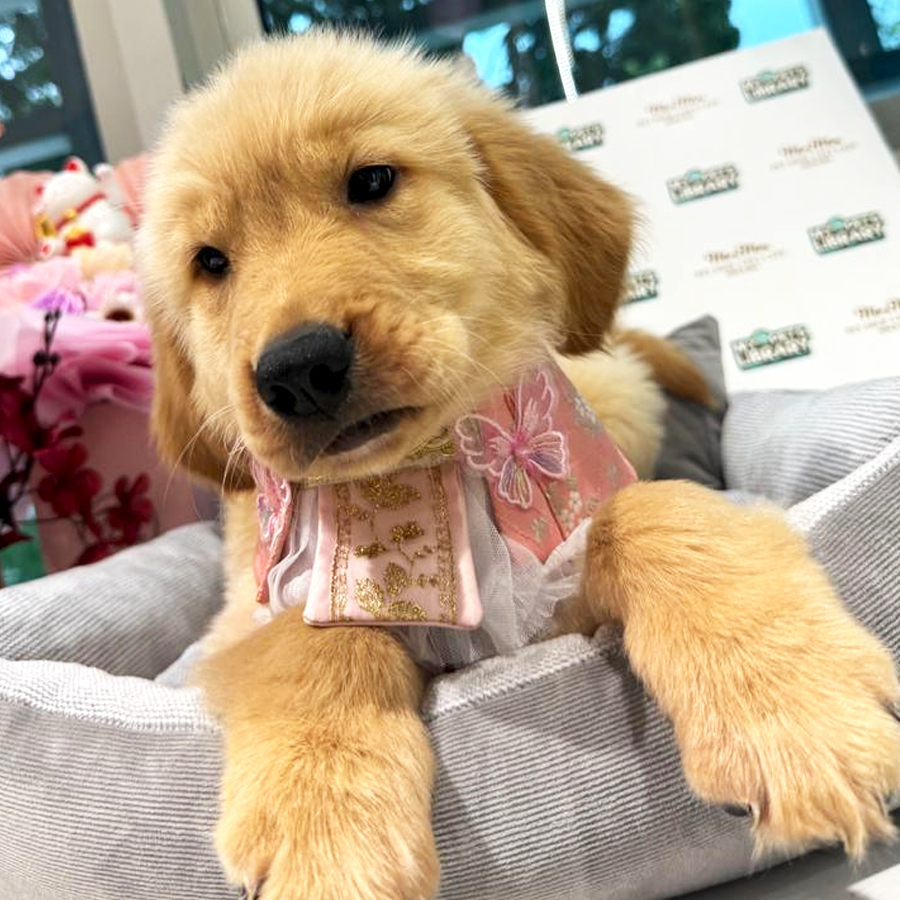 Golden Retriever Puppy (Female) For Sale