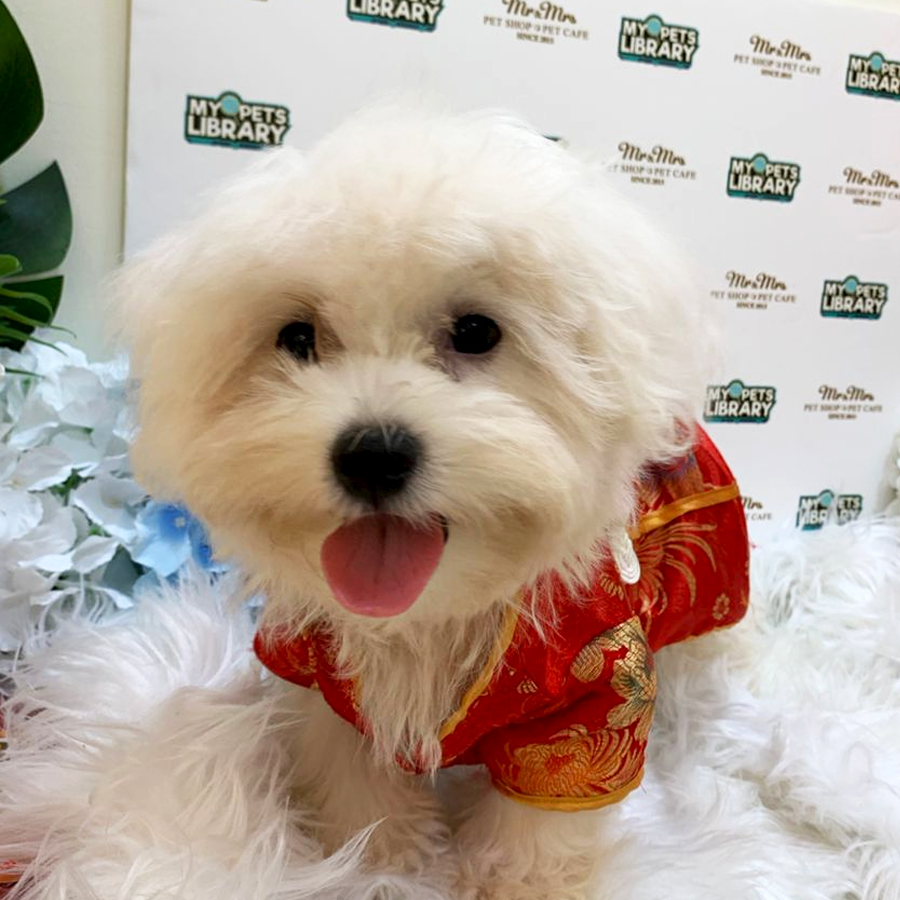 Maltese Puppy (Male) For Sale