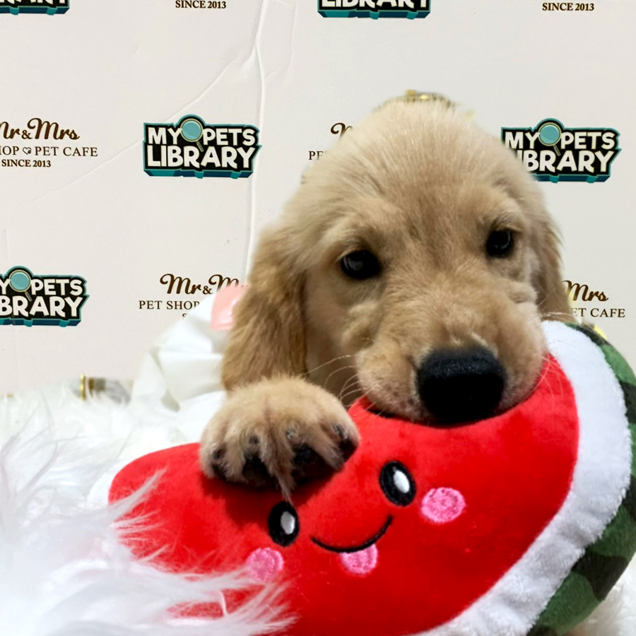 Golden Retriever Puppy (Female) For Sale