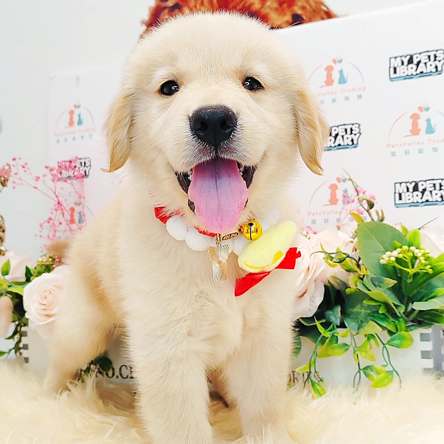 Golden Retriever Puppy (Male) For Sale