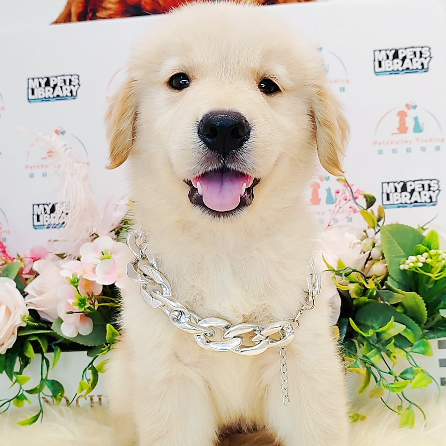 Golden Retriever Puppy (Female) For Sale