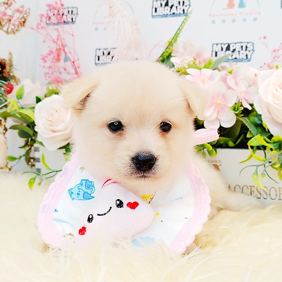 Pomsky Puppy (Female) For Sale