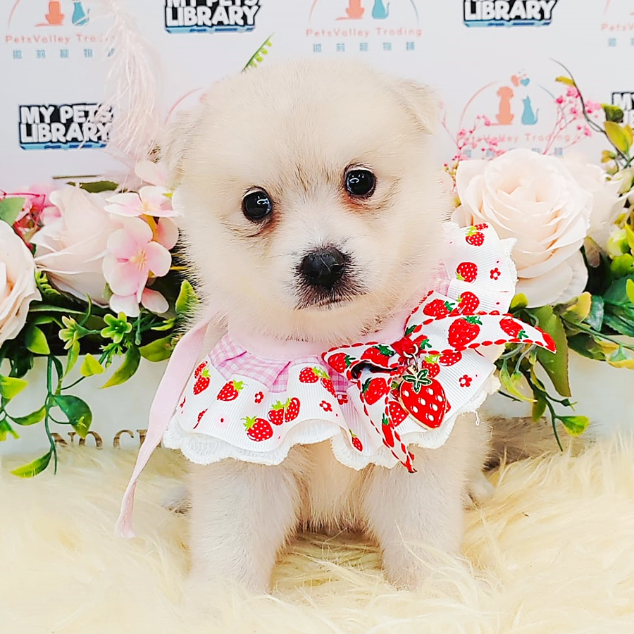 Pomsky Puppy (Female) For Sale