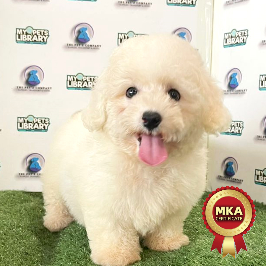 MKA Bichon Puppy (Male) For Sale