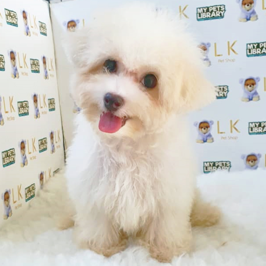 Mini Bichon Frise Puppy (Male) For Sale