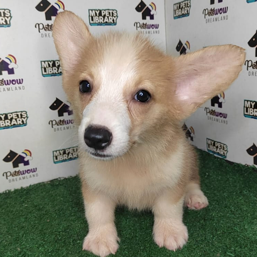 Pembroke Welsh Corgi Puppy (Male) For Sale
