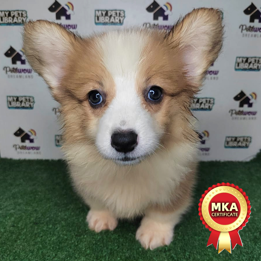 MKA Pembroke Welsh Corgi Puppy (Female) For Sale