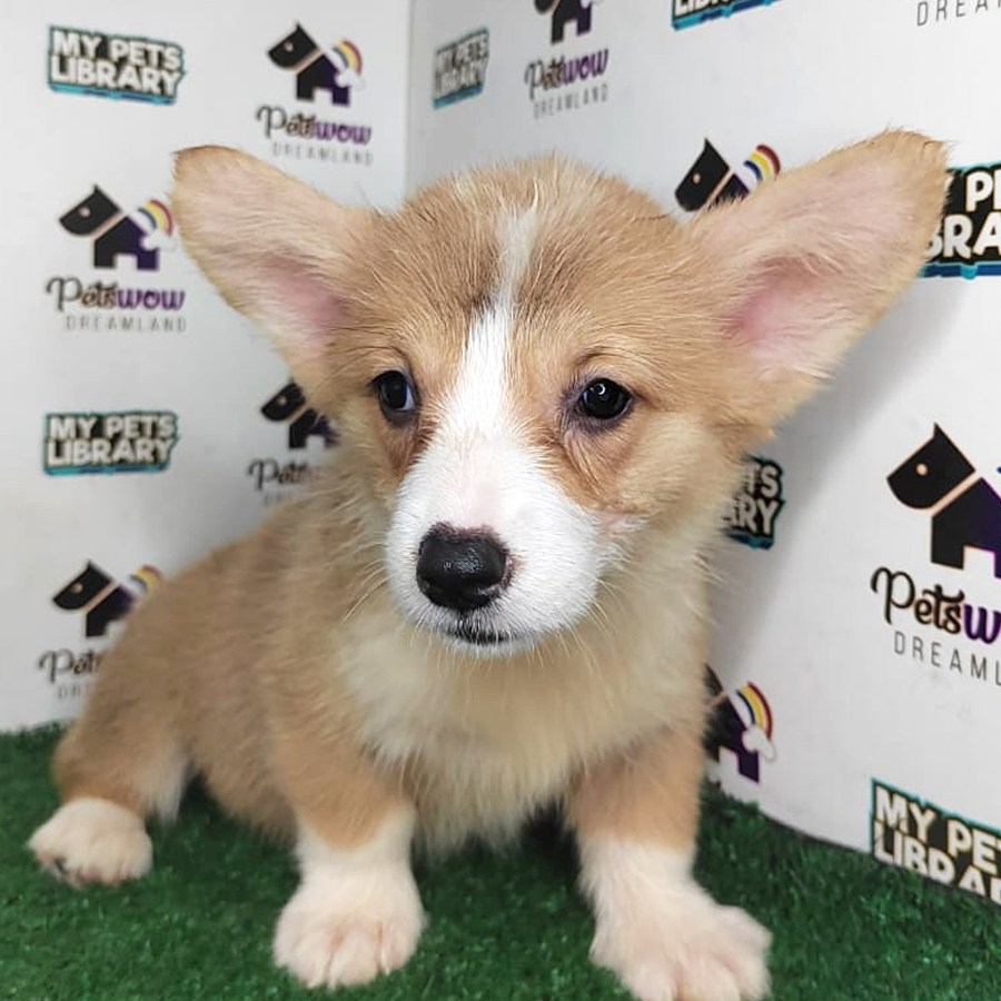 Pembroke Welsh Corgi Puppy (Female) For Sale