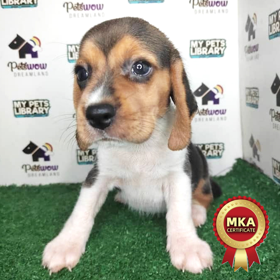 MKA Beagle Puppy (Female) For Sale