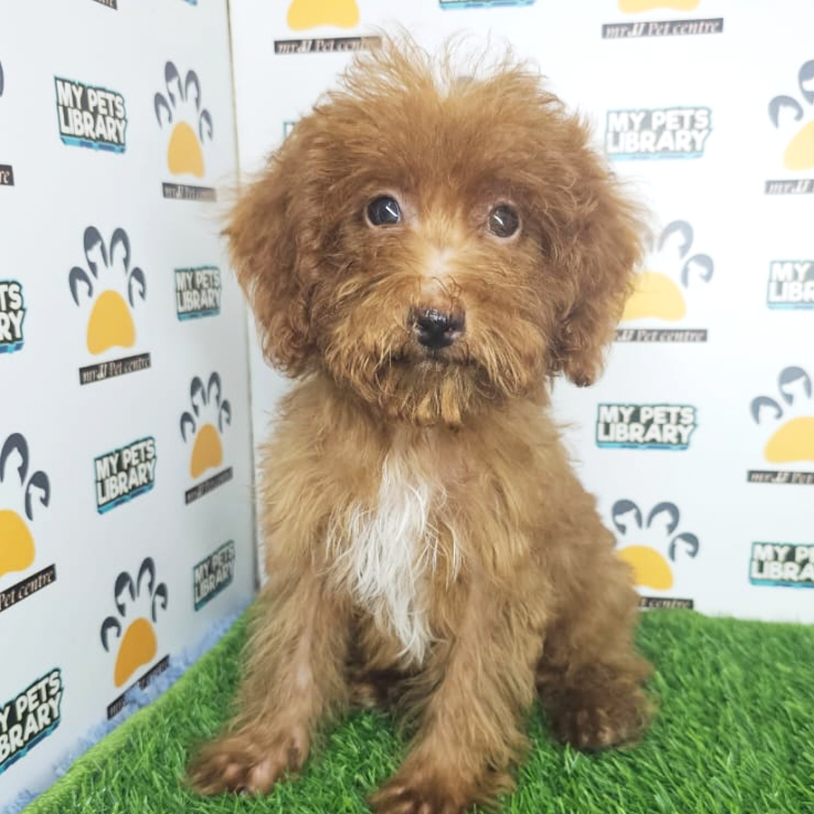 Maltipoo Puppy (Male) For Sale