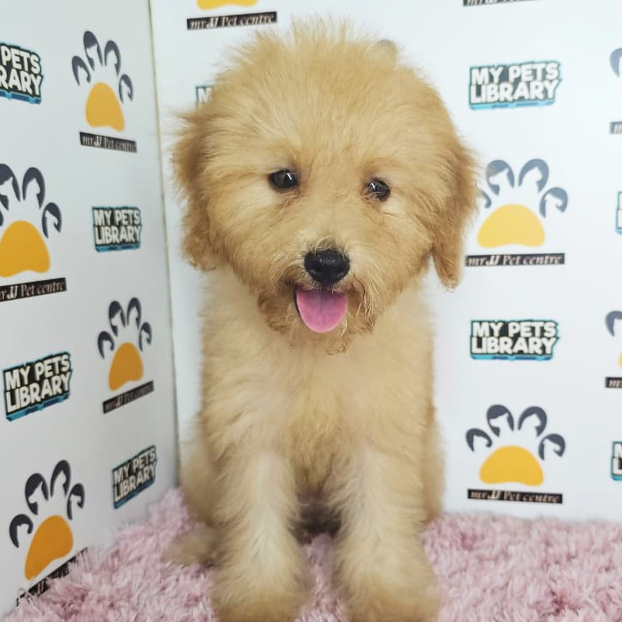 Maltipoo Puppy (Female) For Sale