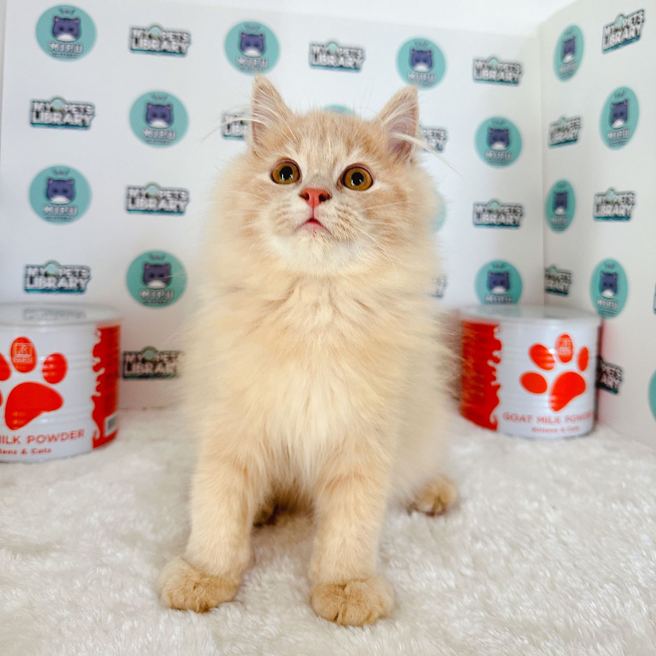 Persian Kitten (Male) For Sale