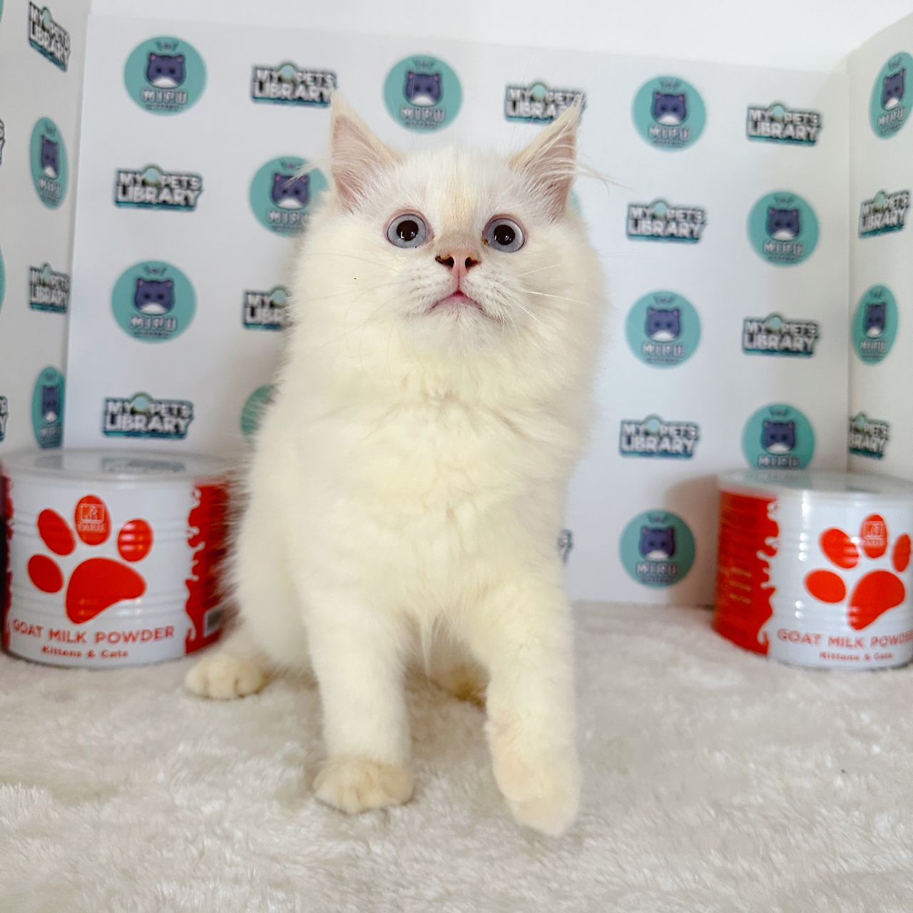 Persian Kitten (Male) For Sale