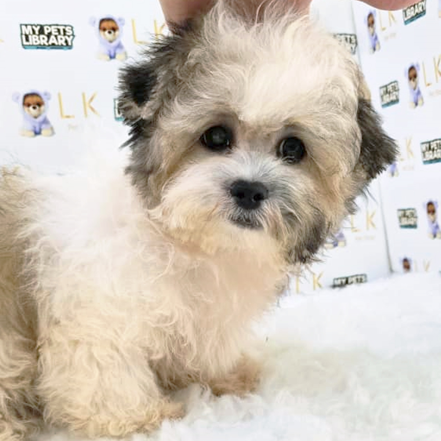 Maltese Mix Shih Tzu Puppy (Male) For Sale