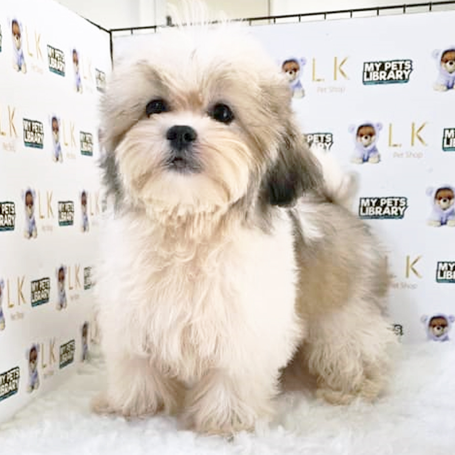 Maltese Mix Shih Tzu Puppy (Female) For Sale