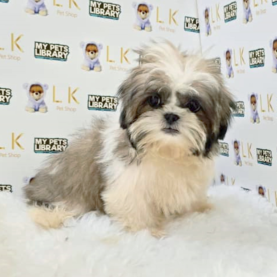 Tiny Shih Tzu Puppy (Female) For Sale