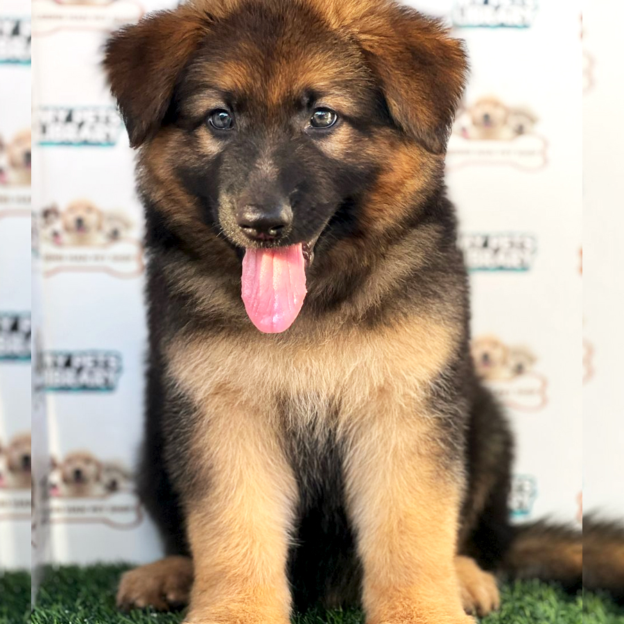 German Shepherd Puppy (Male) For Sale