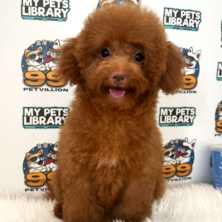 Toy Poodle Puppy (Female) For Sale