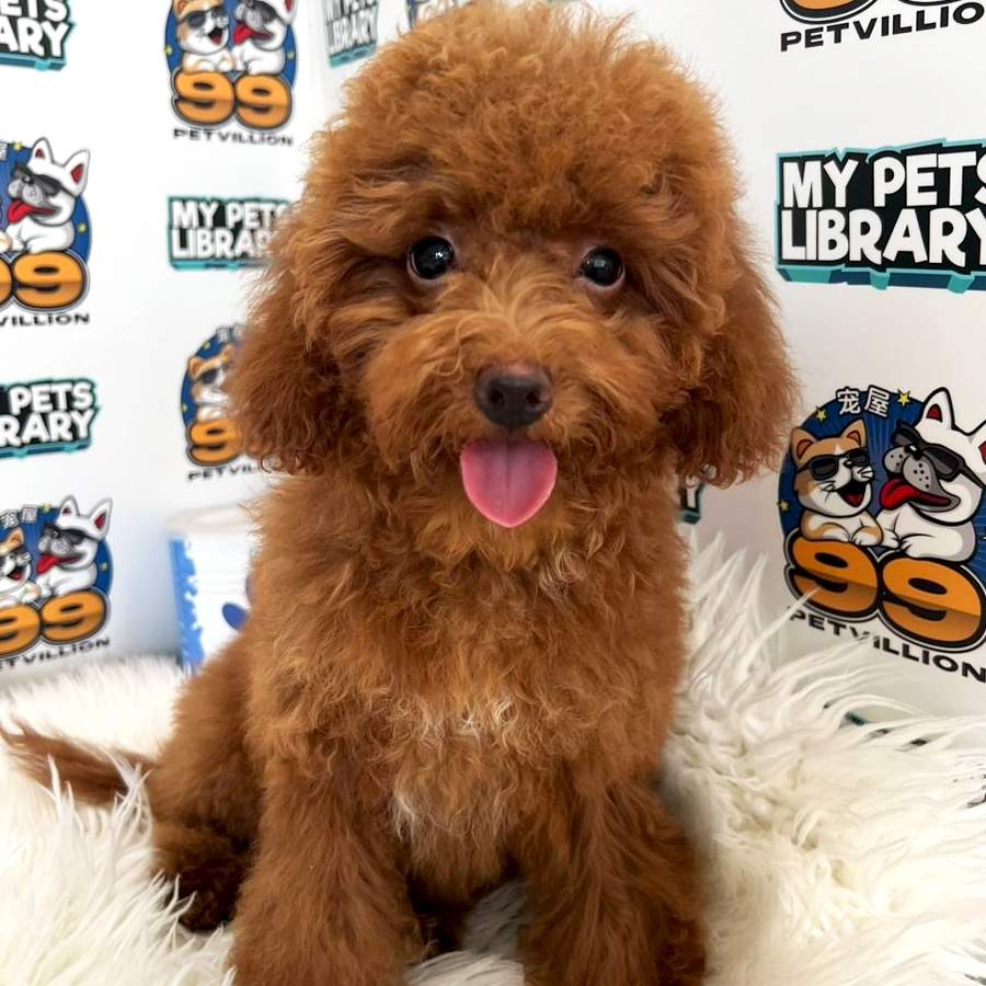 Toy Poodle Puppy (Female) For Sale