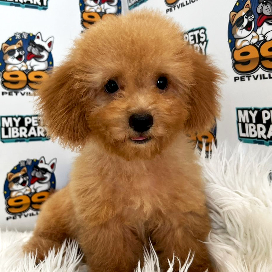 Toy Poodle Puppy (Male) For Sale