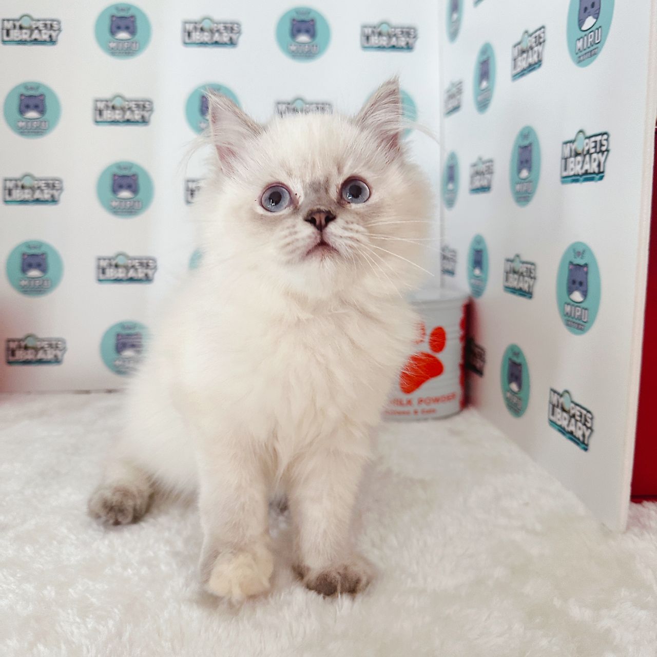 Persian Kitten (Female) For Sale