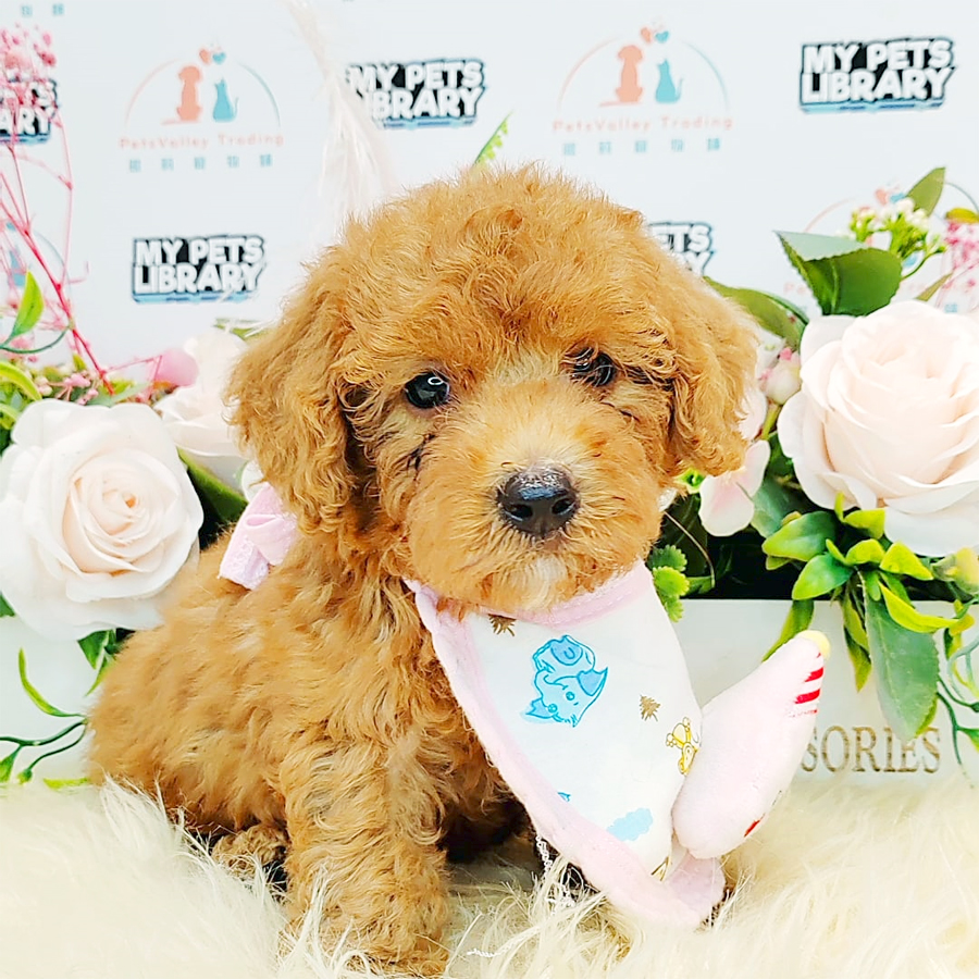 Toy Poodle Puppy (Male) For Sale