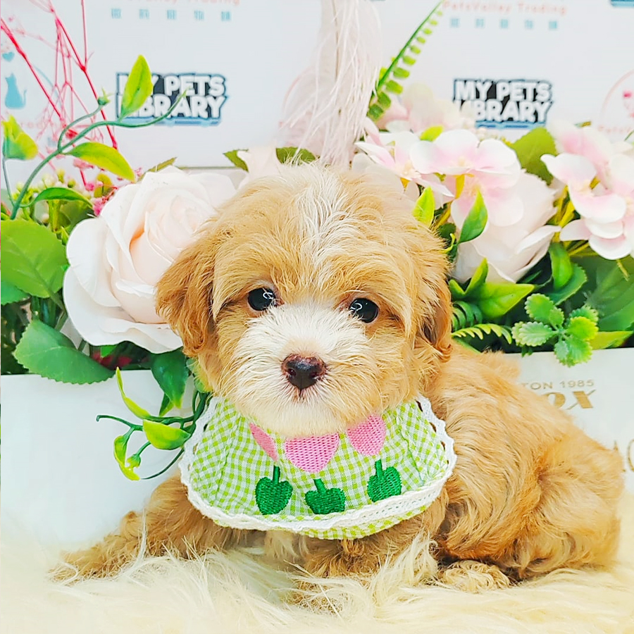Maltipoo Puppy (Female) For Sale