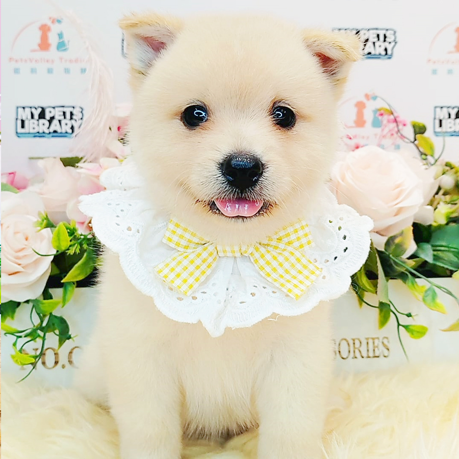 Pomsky Puppy (Female) For Sale