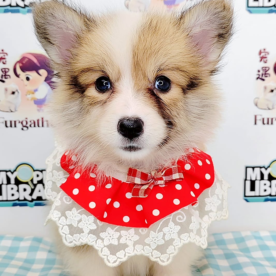 Long Coat Corgi Puppy (Female) For Sale