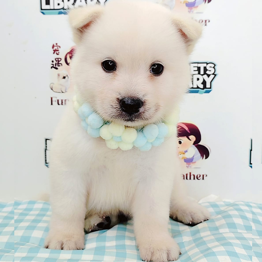 Pomsky Puppy (Male) For Sale