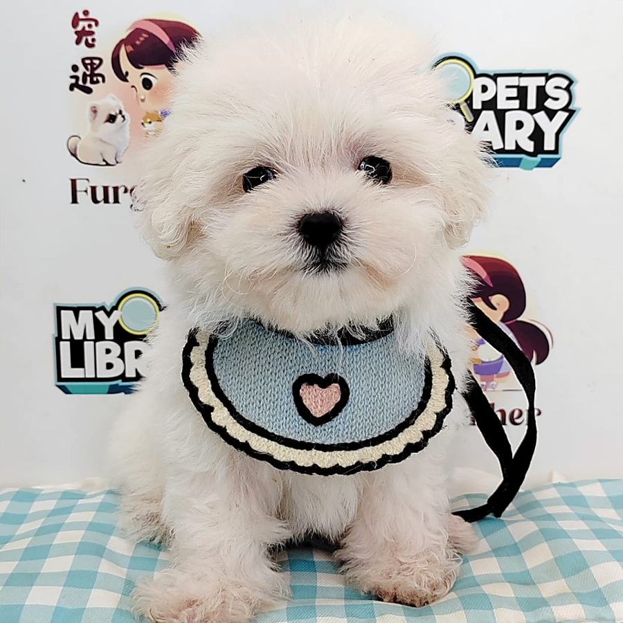 Bichon Frise Puppy (Female) For Sale