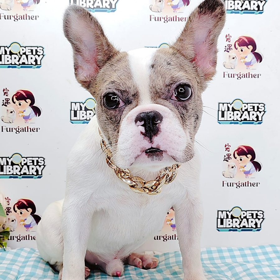 French Bulldog Puppy (Male) For Sale