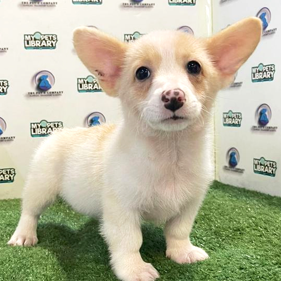 Corgi Puppy (Female) For Sale