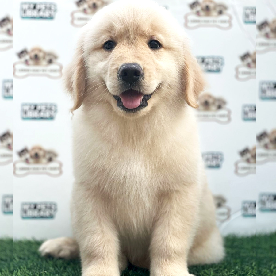 Golden Retriever Puppy (Female) For Sale