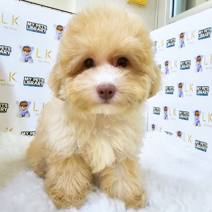 Maltipoo Puppy (Male) For Sale