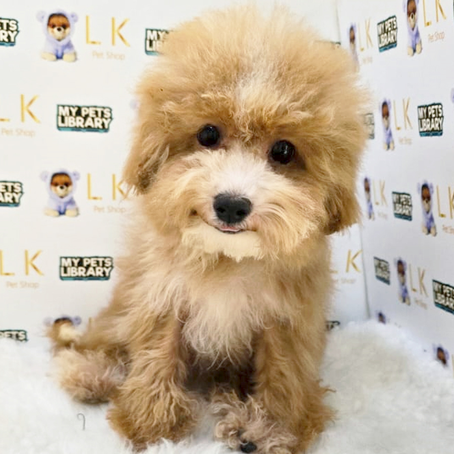 Cavapoo Puppy (Female) For Sale