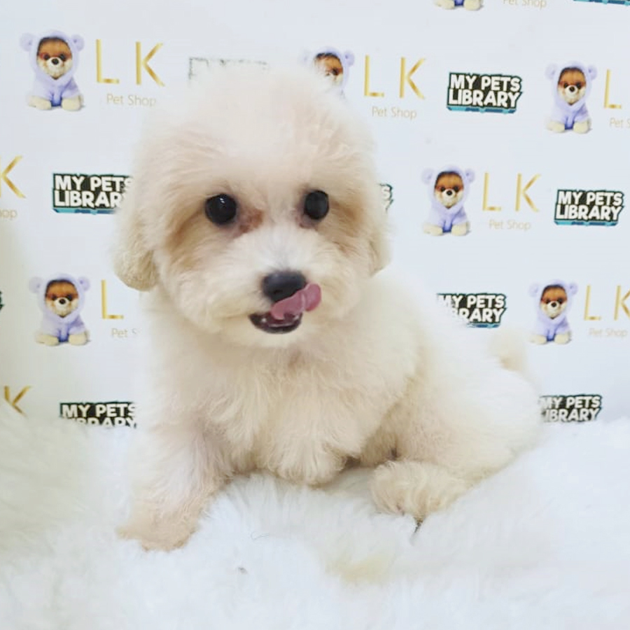 Toy Poodle Puppy (Male) For Sale