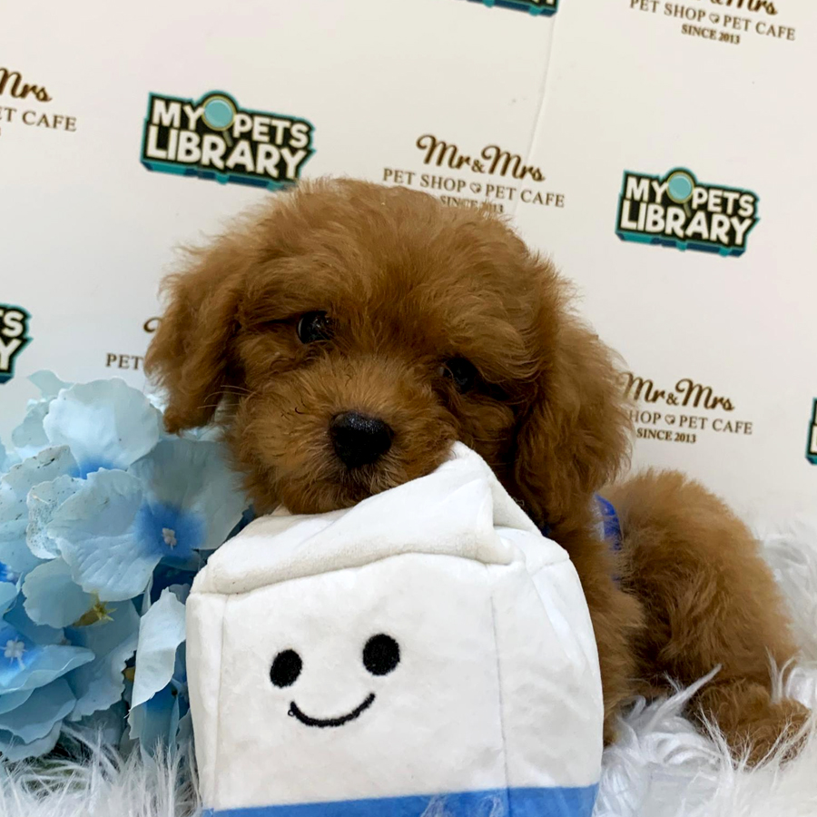 Maltipoo Puppy (Male) For Sale