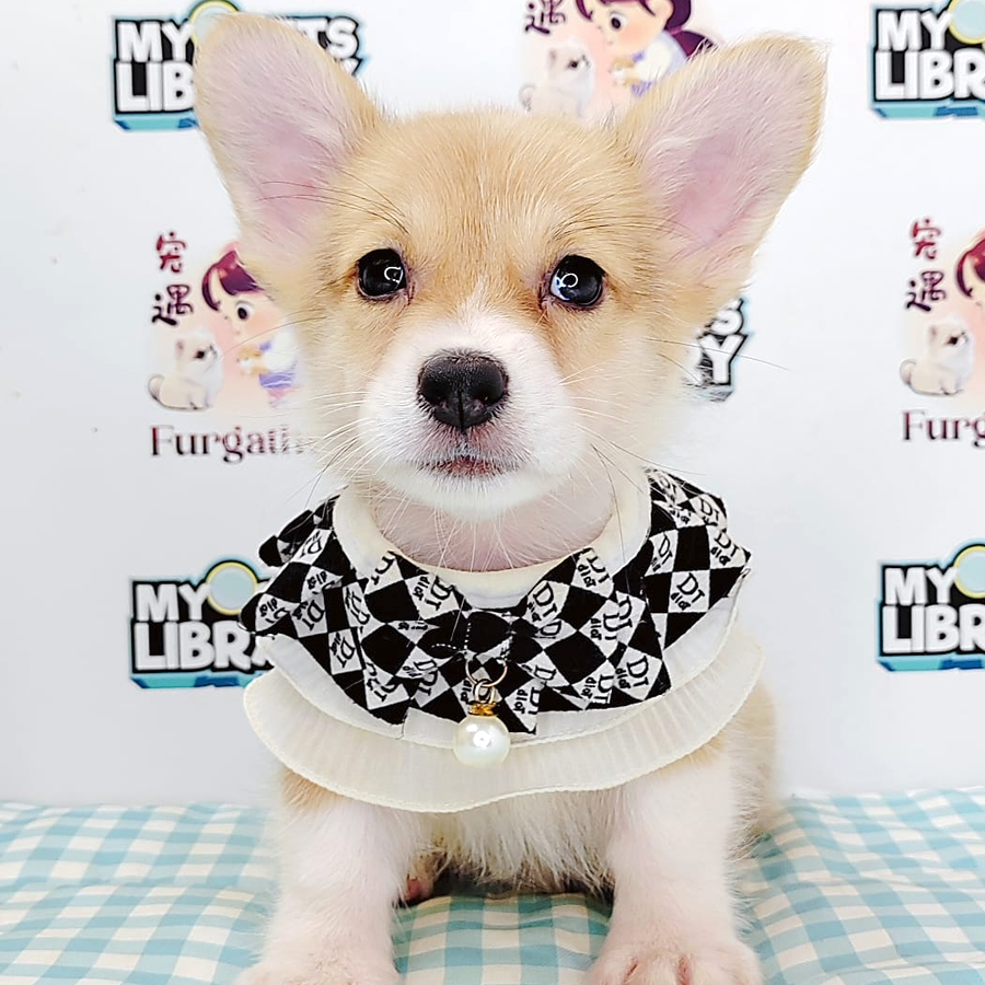 Corgi Puppy (Male) For Sale