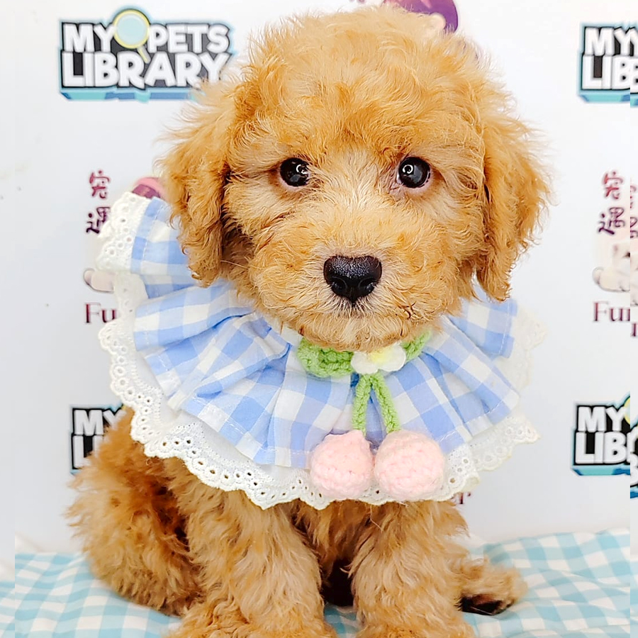 Poodle Puppy (Male) For Sale
