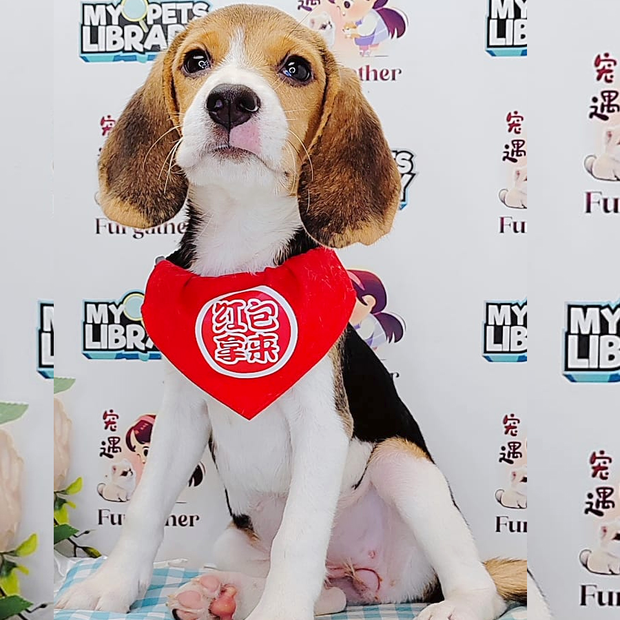 Beagle Puppy (Male) For Sale