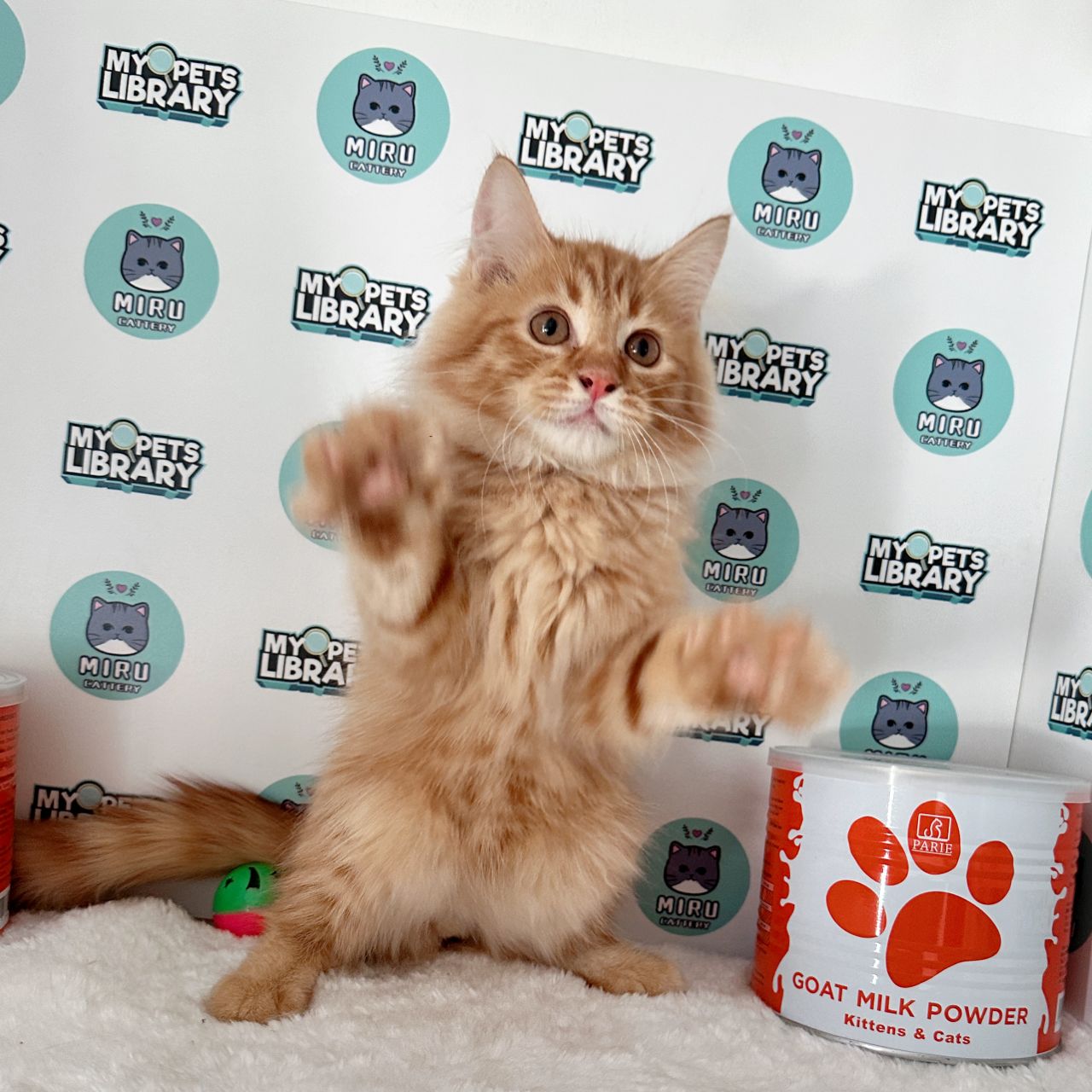 Maine Coon Persian Kitten (Male) For Sale