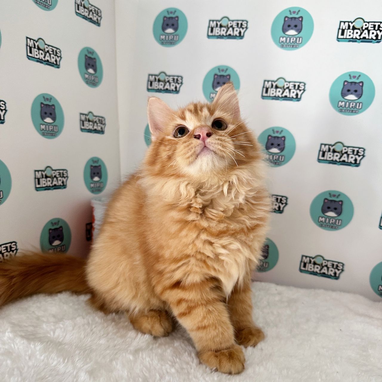 Maine Coon Persian Kitten (Male) For Sale