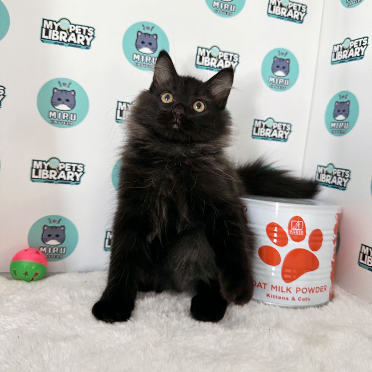 Munchkin Mainecoon Kitten (Male) For Sale