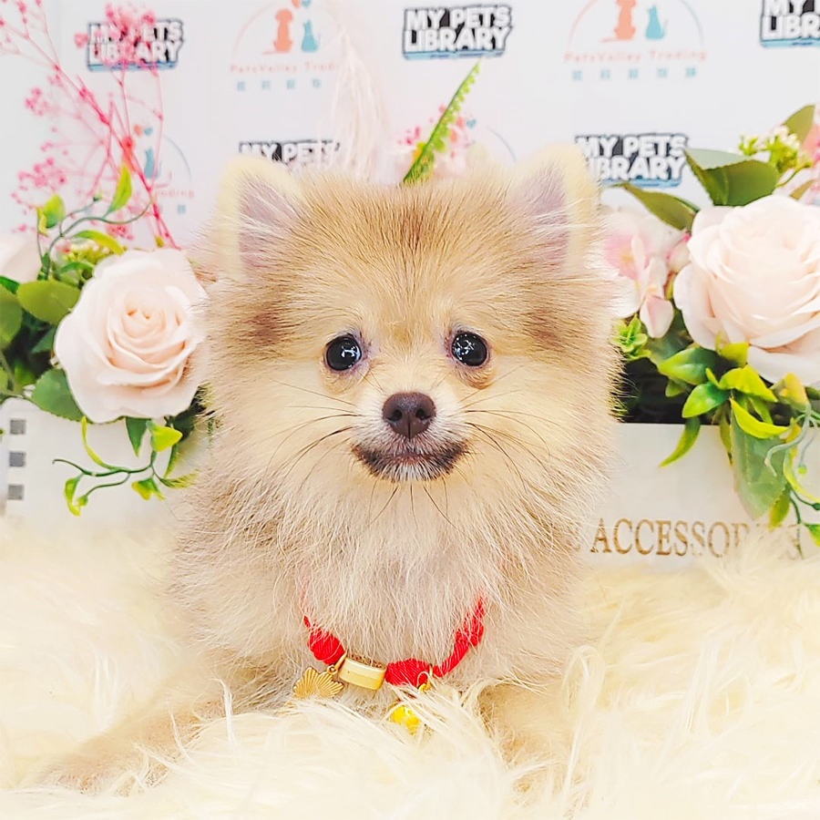 Pomeranian Puppy (Female) For Sale