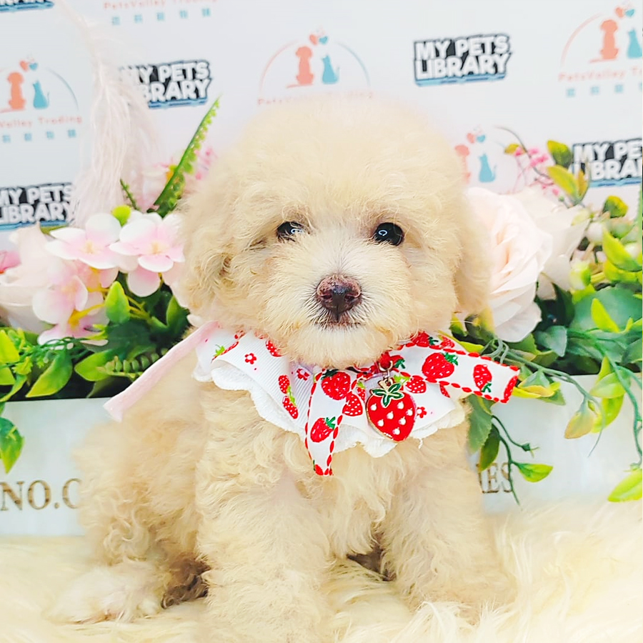 Toy Poodle Puppy (Male) For Sale